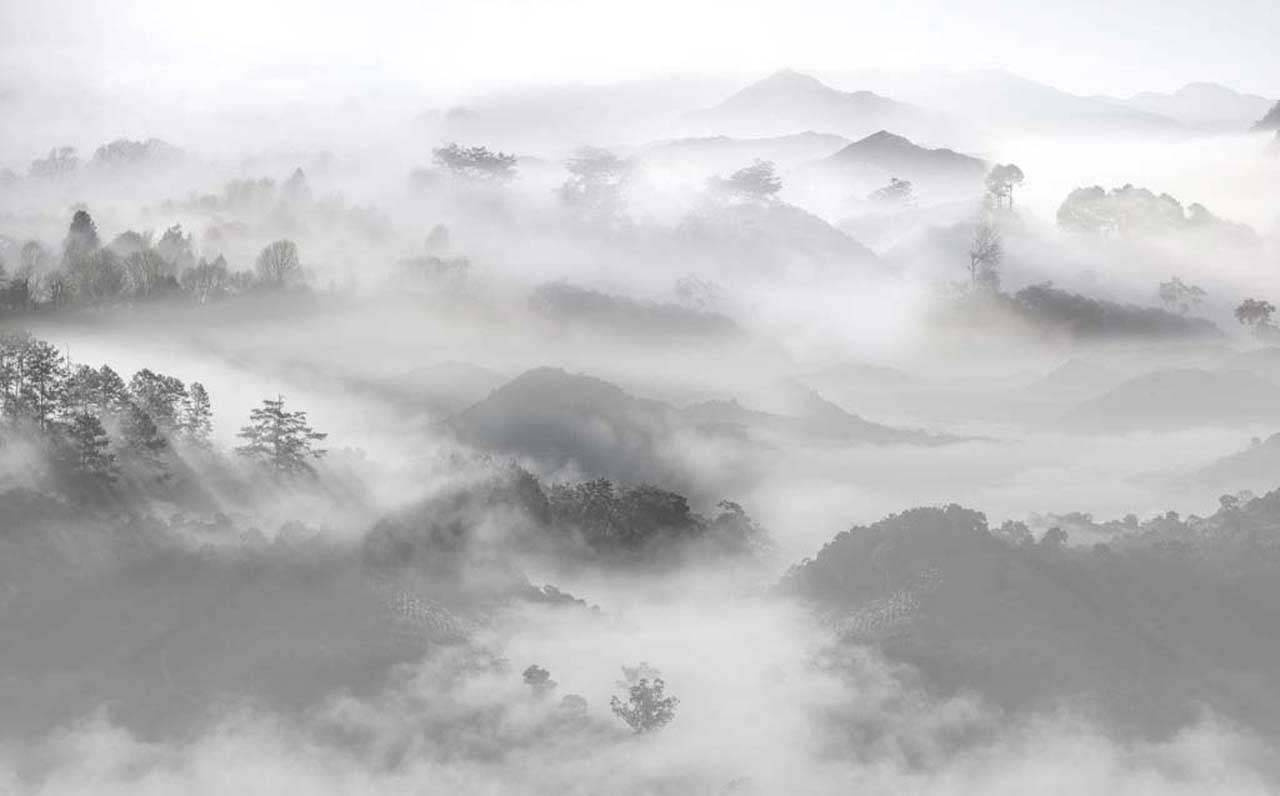 Фотообои Туманный серый лес